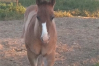 foal